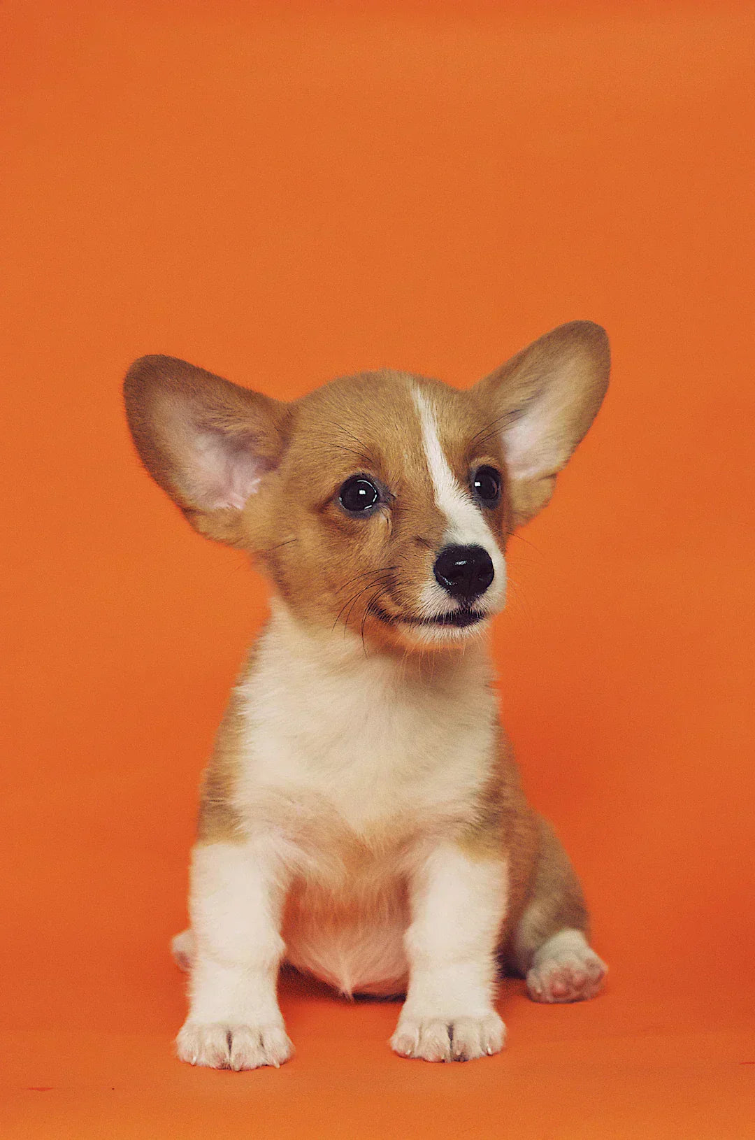 Apprenez à votre chien à s'asseoir facilement