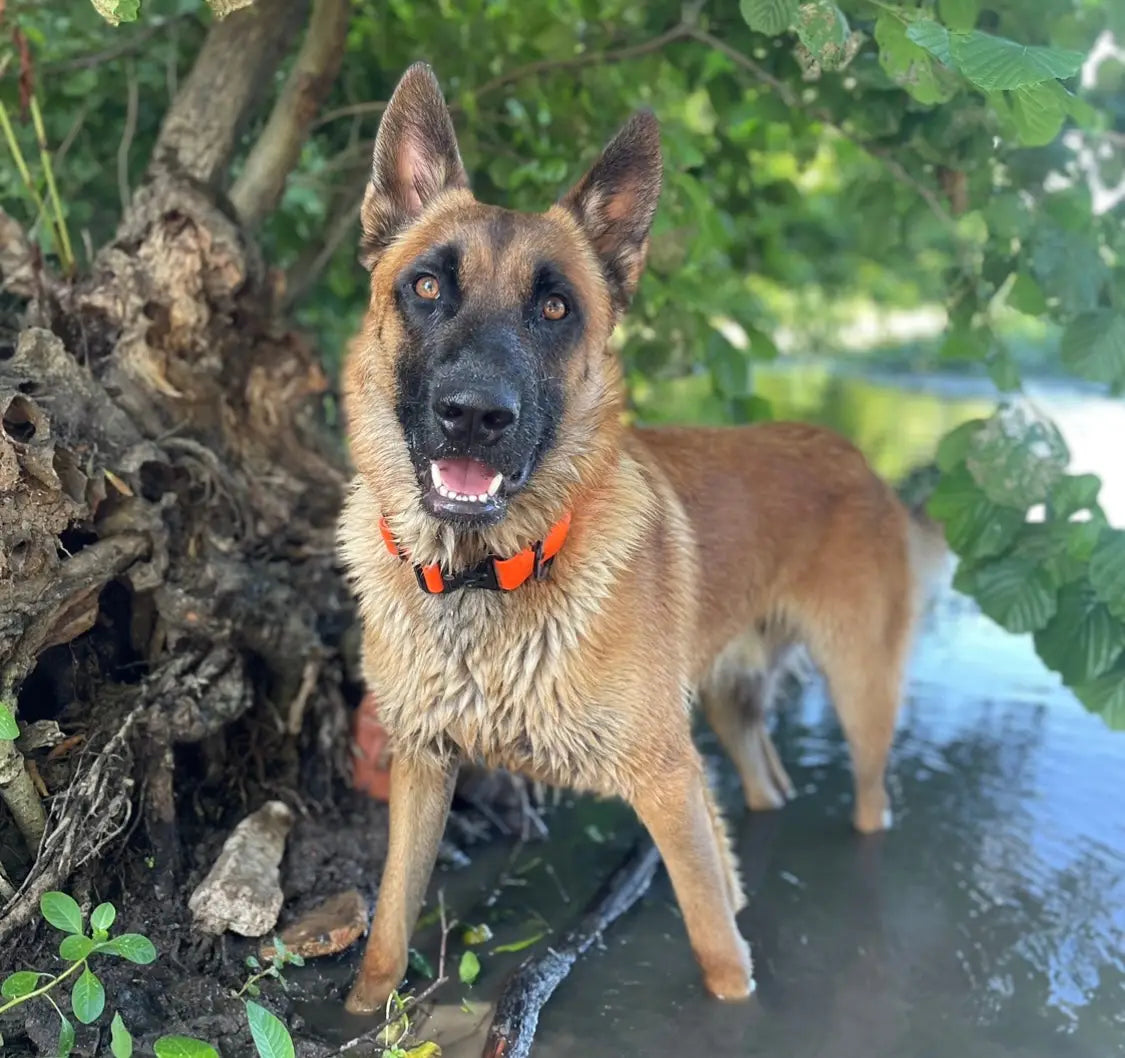 Avoir un Malinois qui sait tout faire
