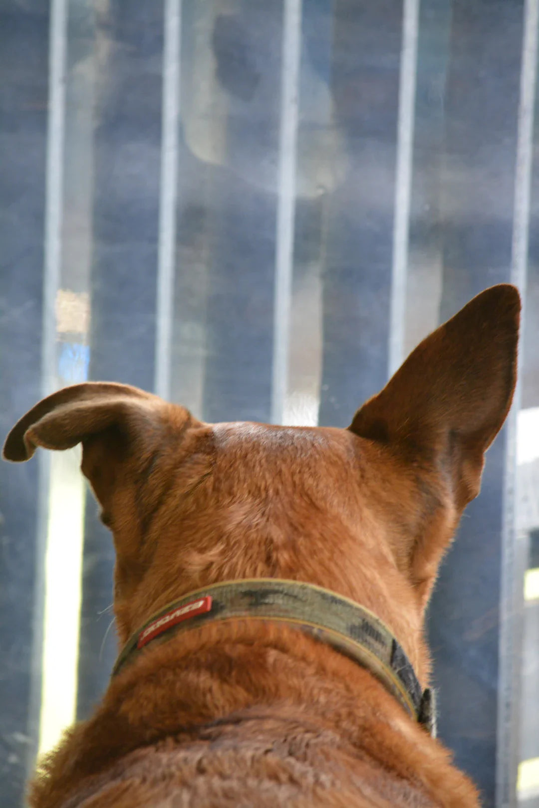 Colliers Badnesis Style et Confort pour Chiens Actifs