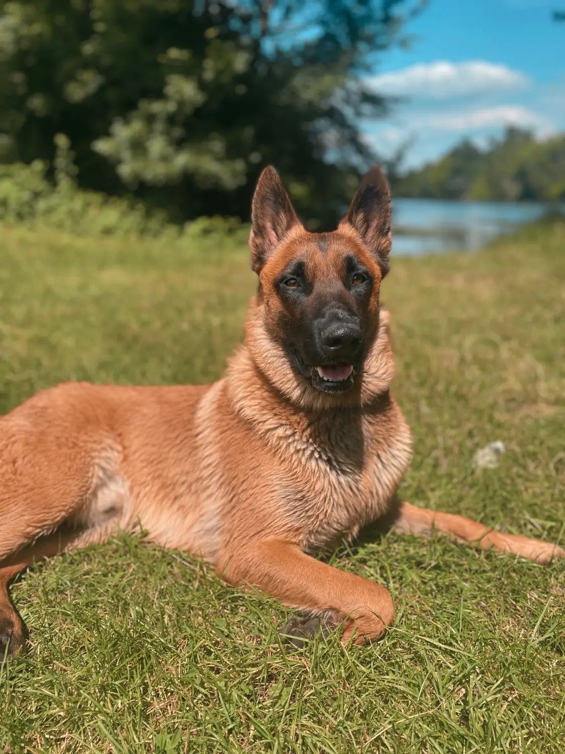 Comment capter le regard de votre Malinois ?