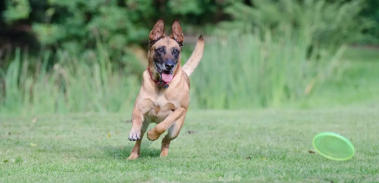 Comment initier son malinois au frisbee ?