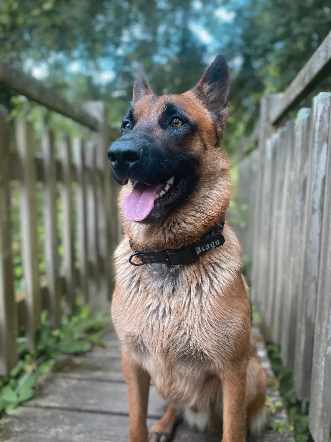 Comment renforcer l’attention de votre Malinois ?