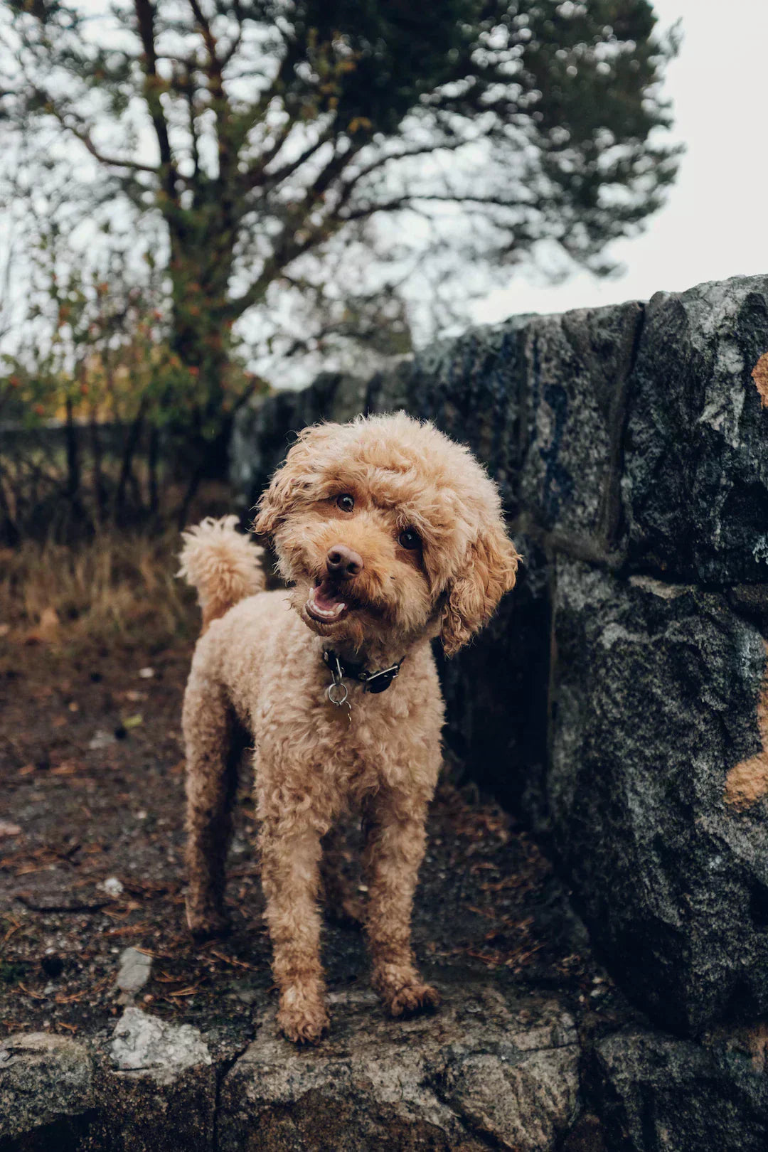 Corriger les Comportements Indésirables de Votre Chien