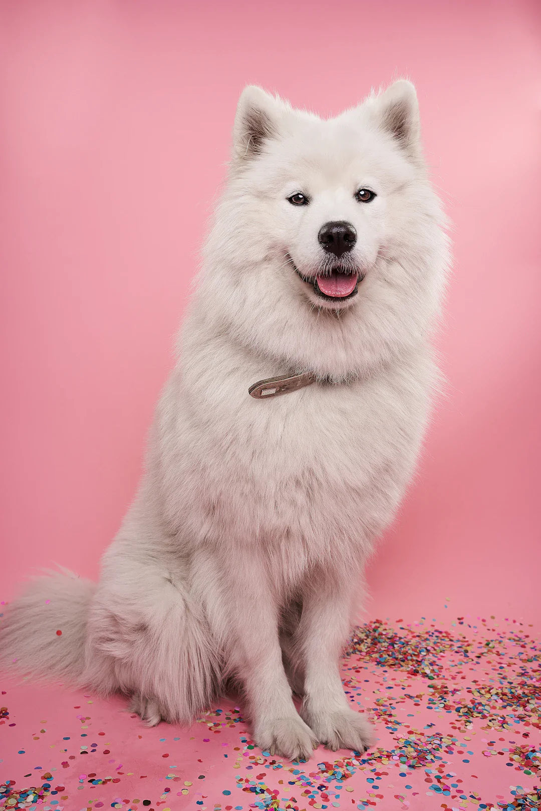 Gérer le comportement de votre chien pendant le jeu