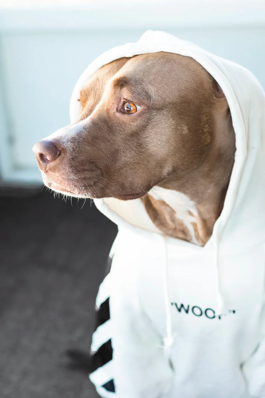 Hoodies Personnalisés pour les Passionnés de Chiens