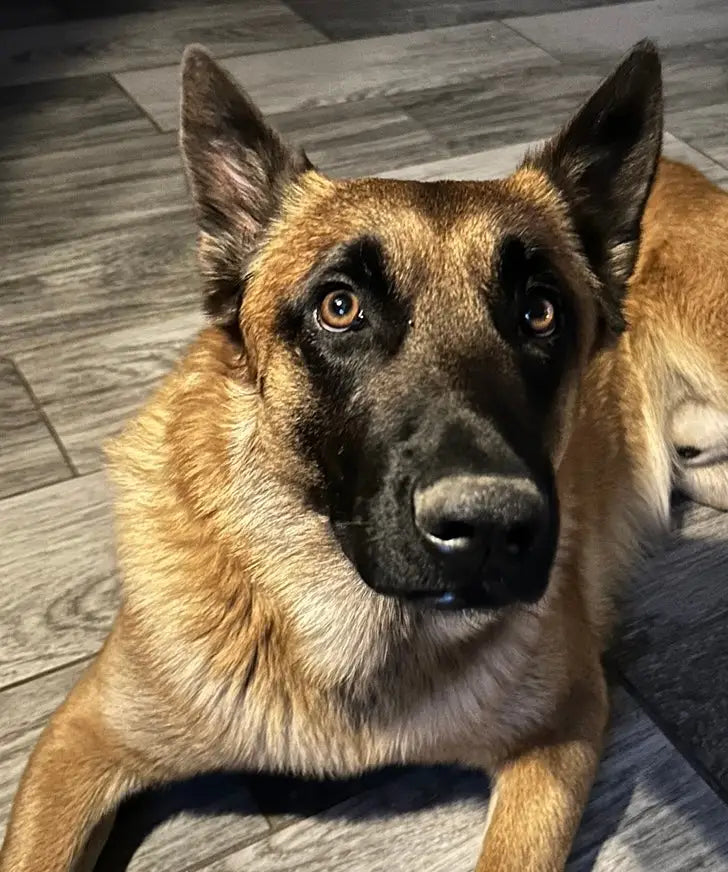 Drago regard malinois