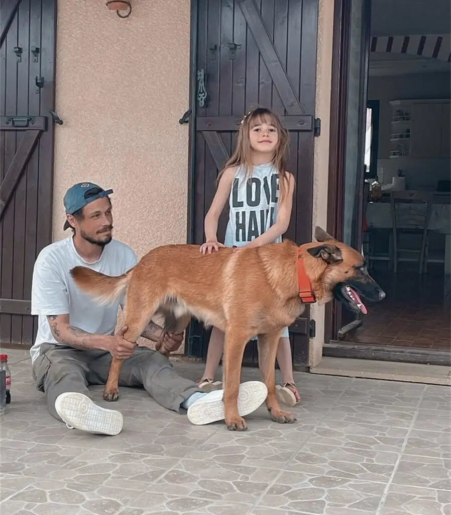Le Malinois, un chien de famille parfait ?