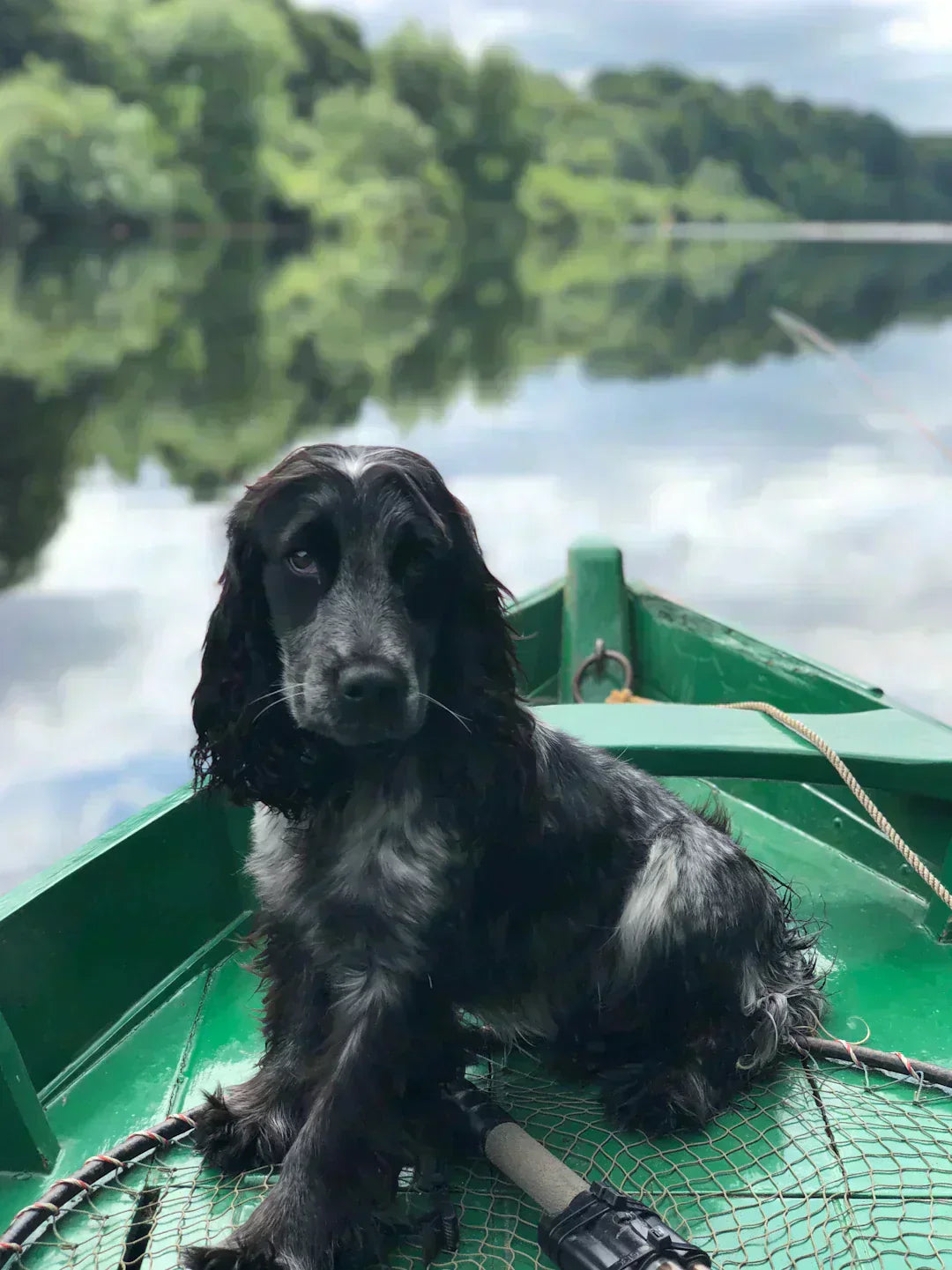 Les bienfaits de l'exercice pour la santé de votre chien