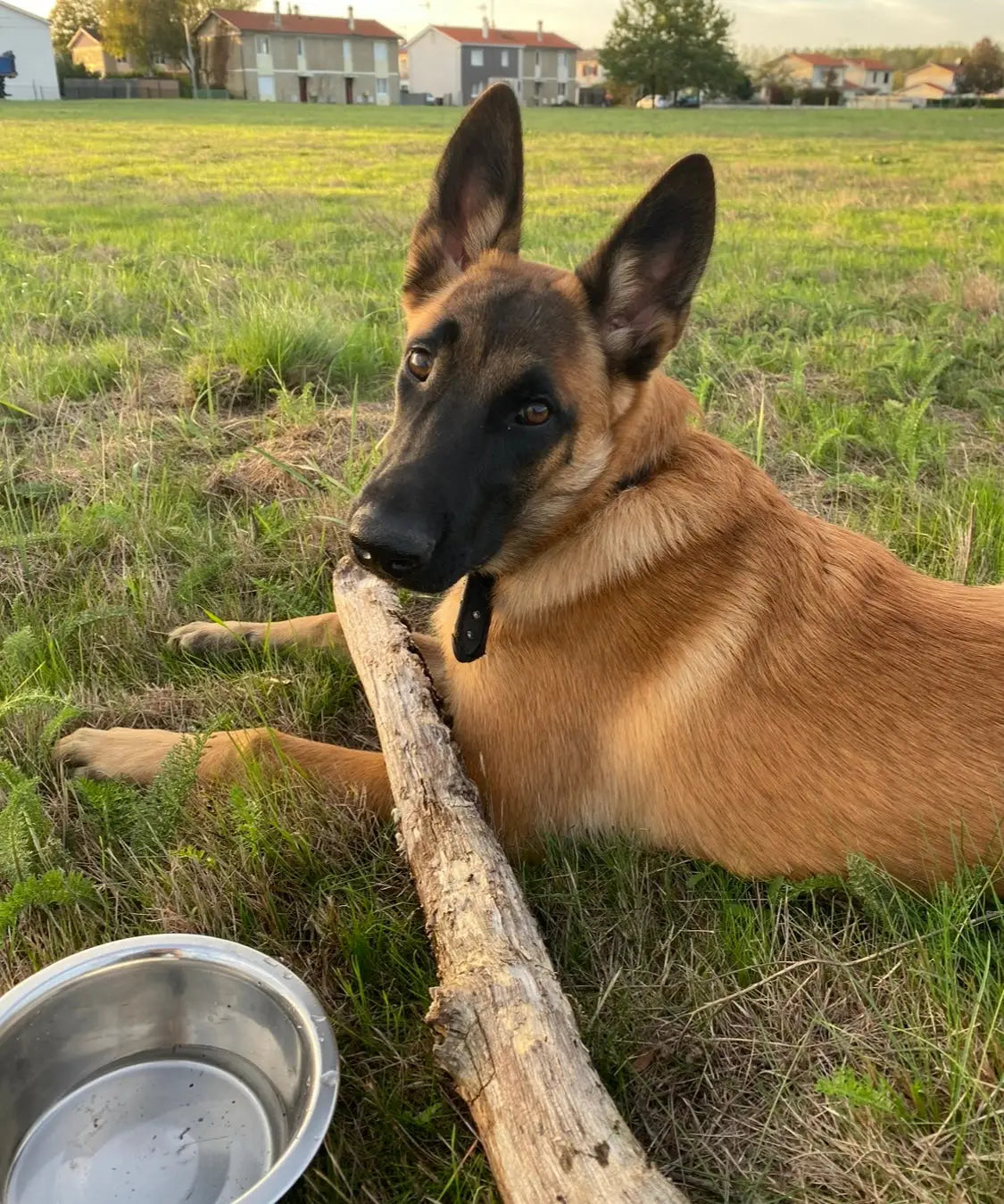 Mon chien ramasse tout: Que Faire ?