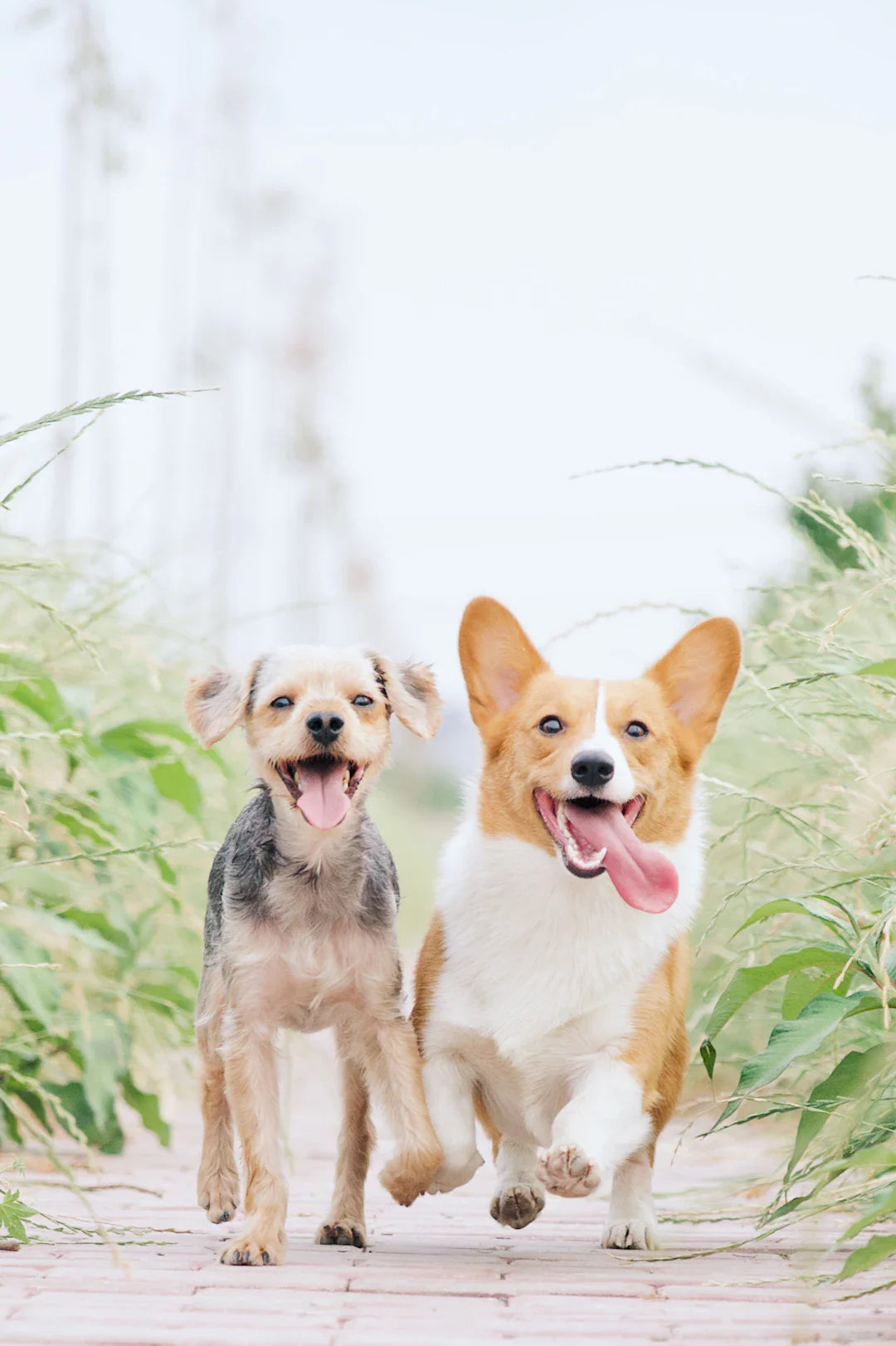 Organisez des jeux interactifs pour chiens heureux