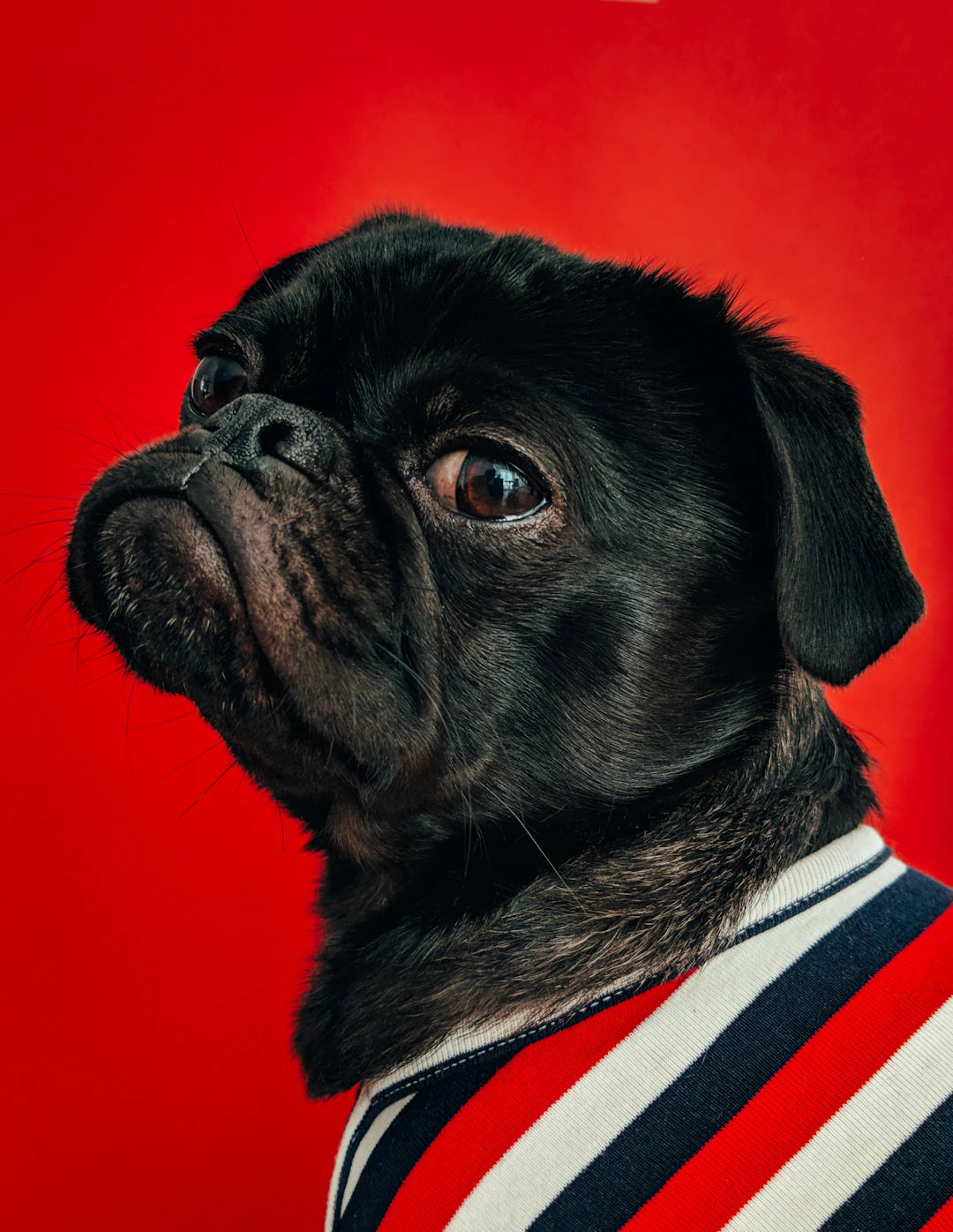 Dressage canin Méthodes positives vs. puniques