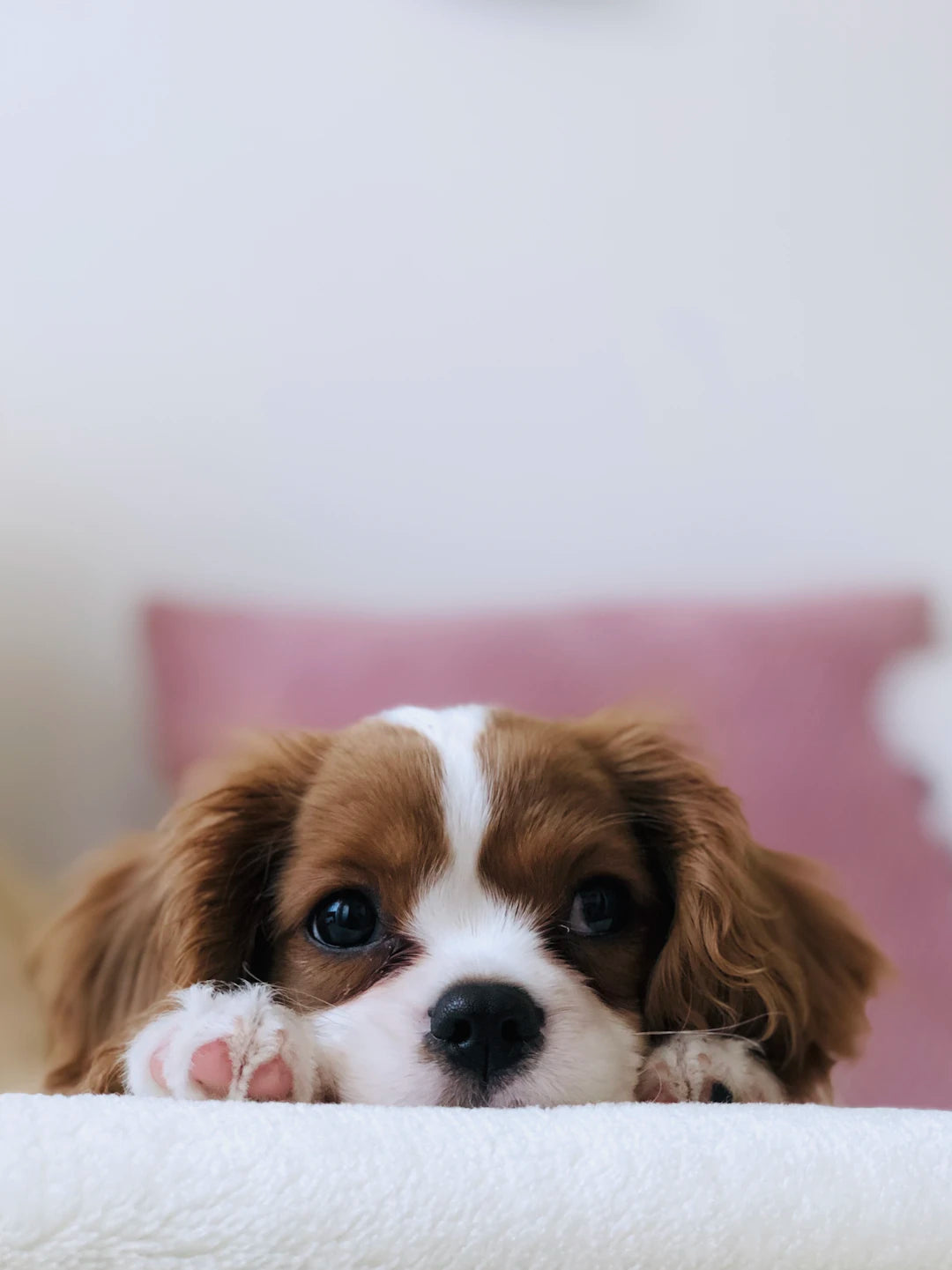Amusez-vous en Enseignant des Astuces à Votre Chien