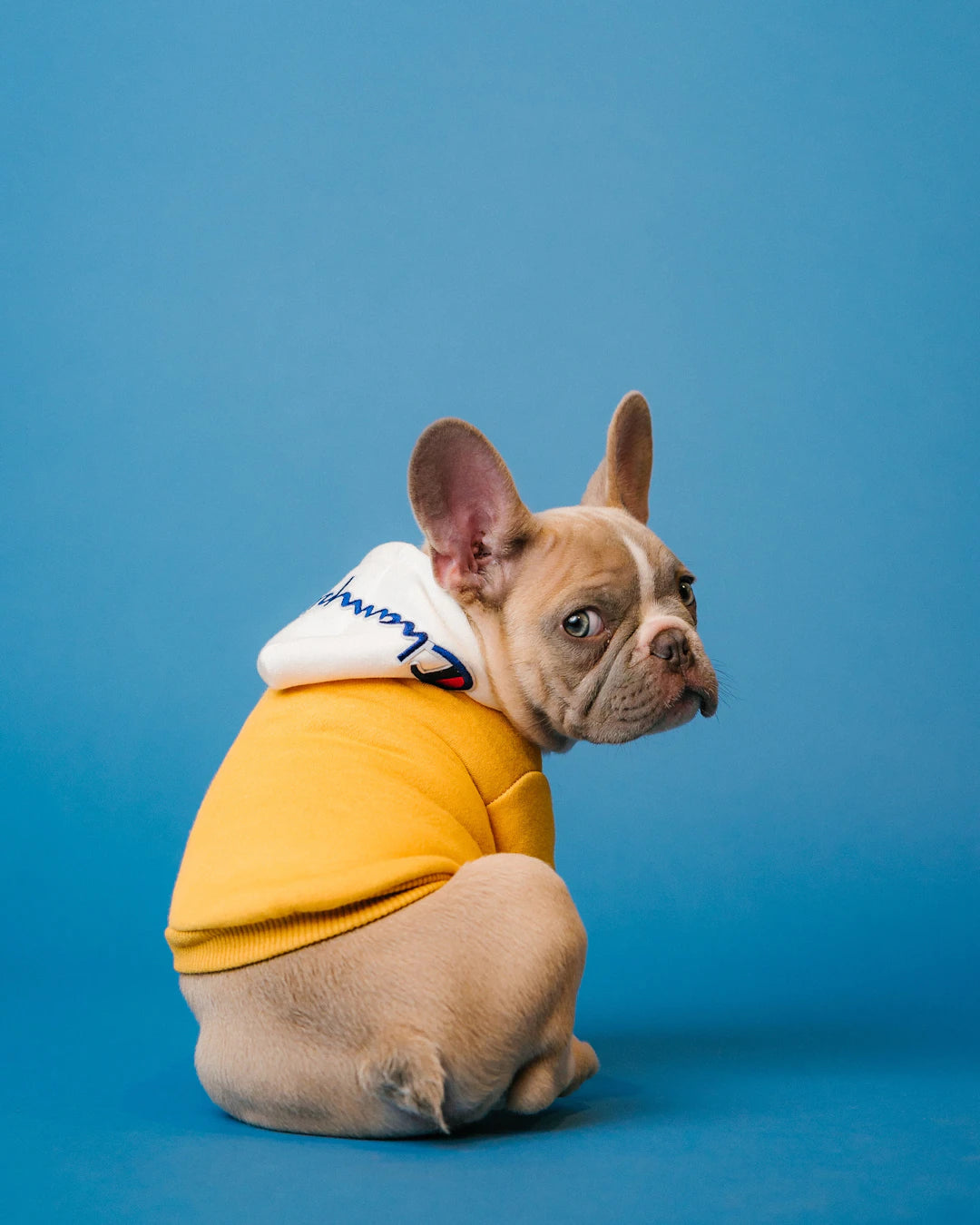 Vêtements confortables pour les passionnés de chiens