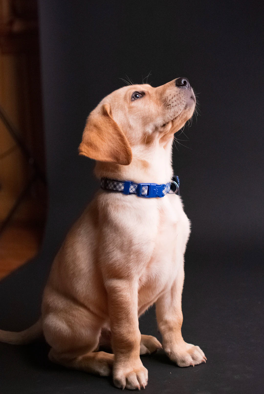 Éduquer son chien Apprenez les bases essentielles
