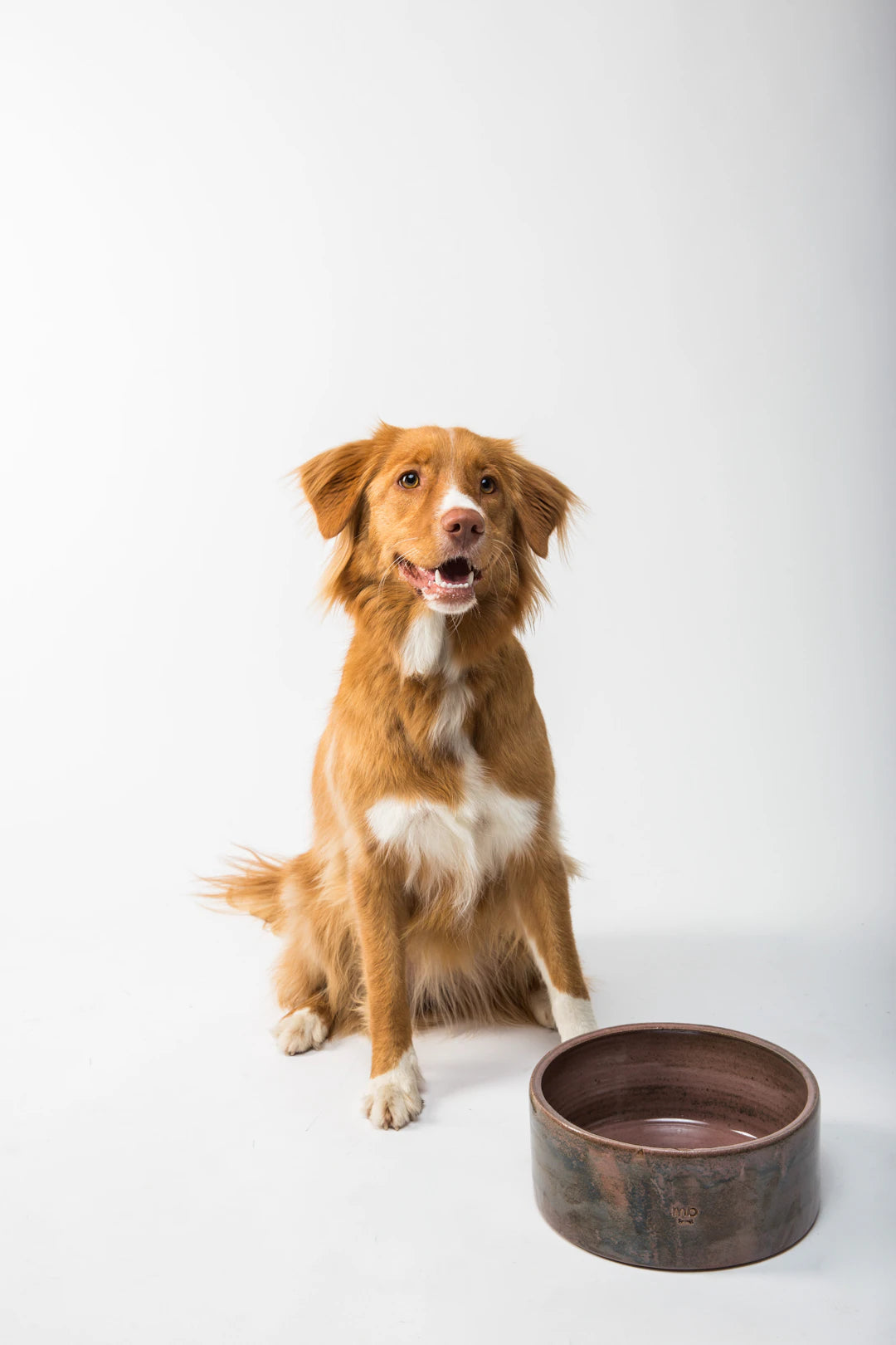 Communiquez Efficacement avec Votre Chien Guide Pratique