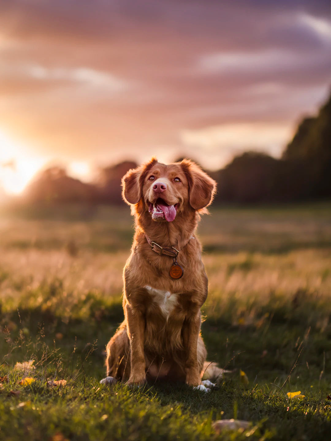 Stimulez l’esprit de votre chien avec ces activités