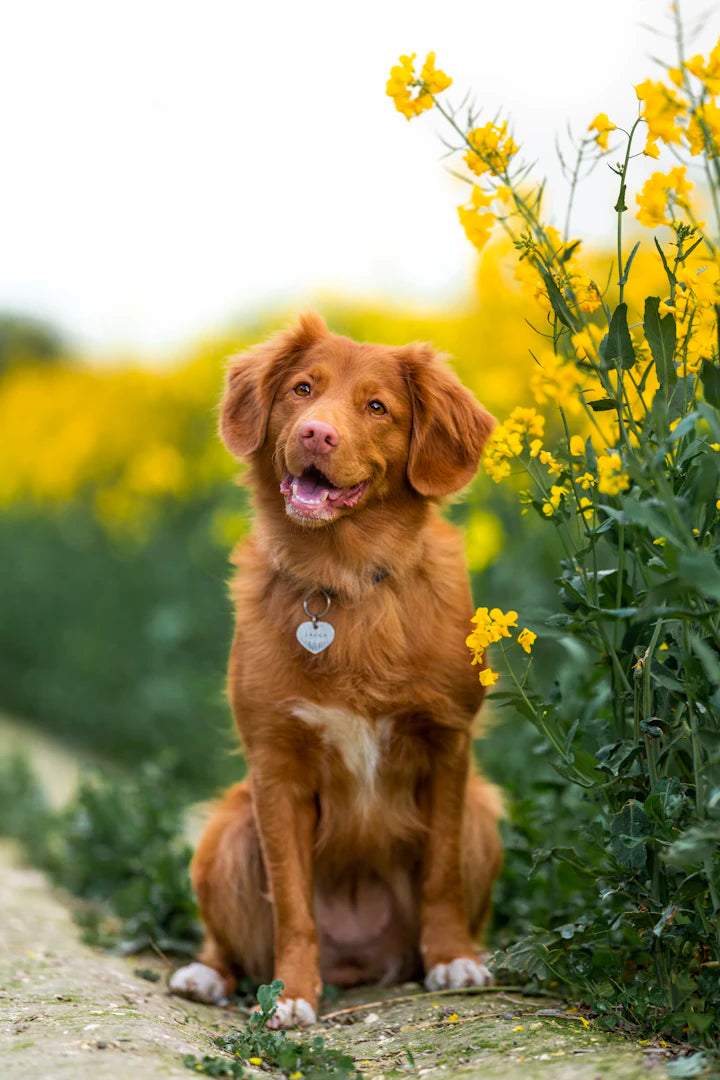Choisir le bon moment pour entraîner votre chien