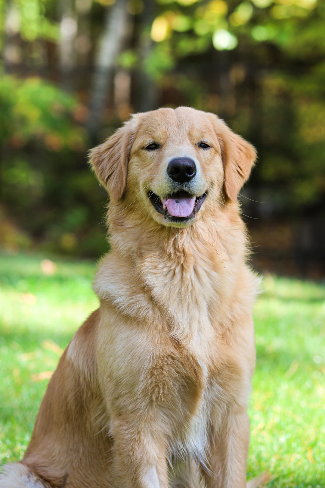 Jouer Avec Son Chien L'Essentiel Pour Leur Bonheur