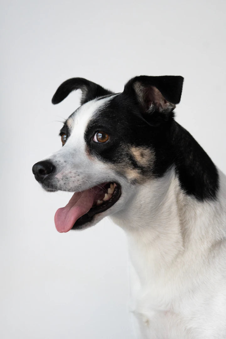 Vêtements stylés pour les amoureux des chiens