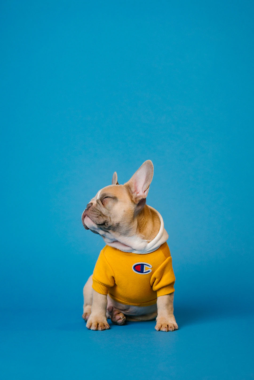 Sweats à capuche personnalisés pour les amoureux de chiens