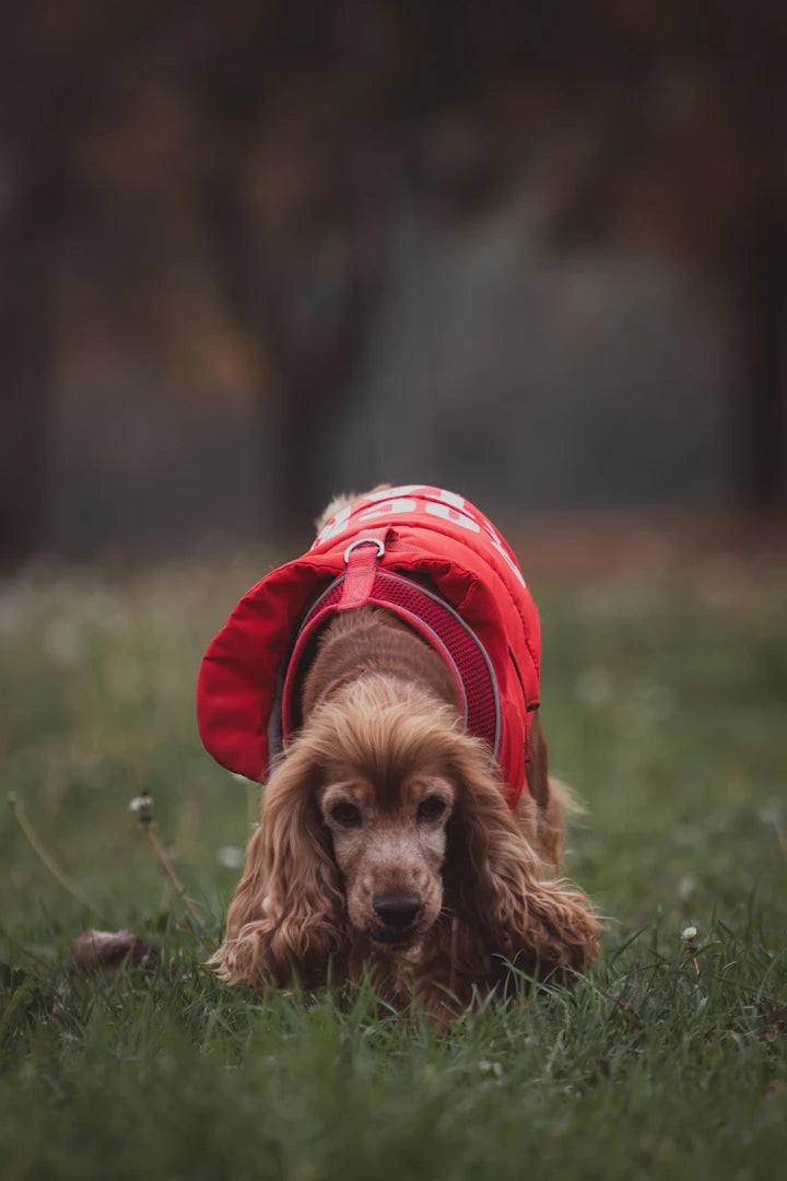 Vêtements d'extérieur pour des balades confortables avec votre chien