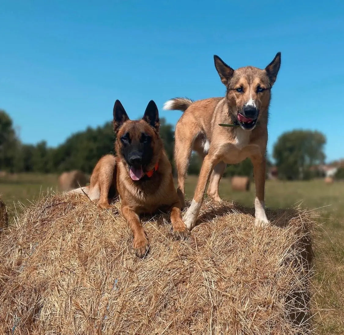 Quels sont les jouets préférés des Malinois ?