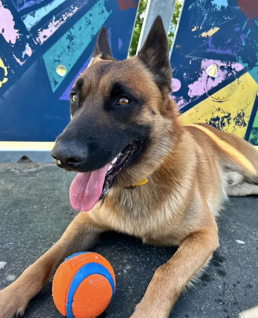 Drago Malinois Fiche de Race