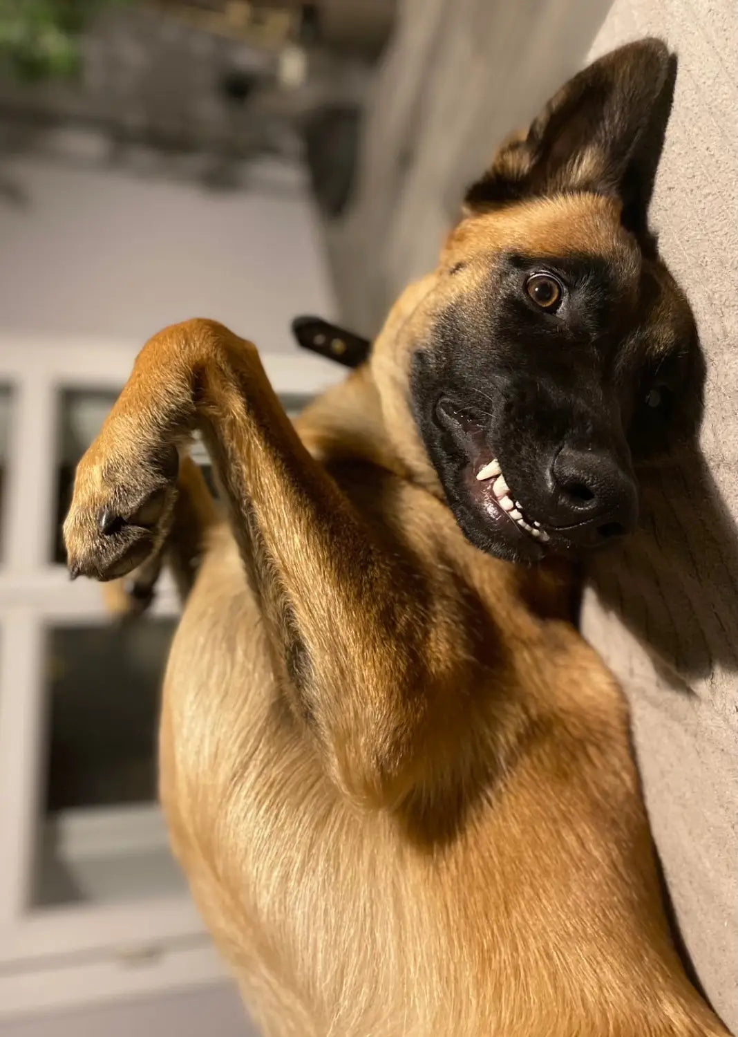 Une léchouille = un bisou: Vrai ou faux ?