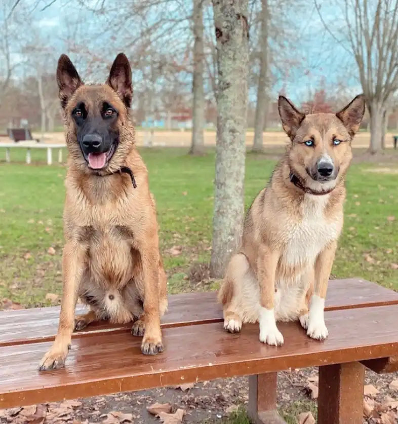 Drago Malinois et son copain chien Mako en balade