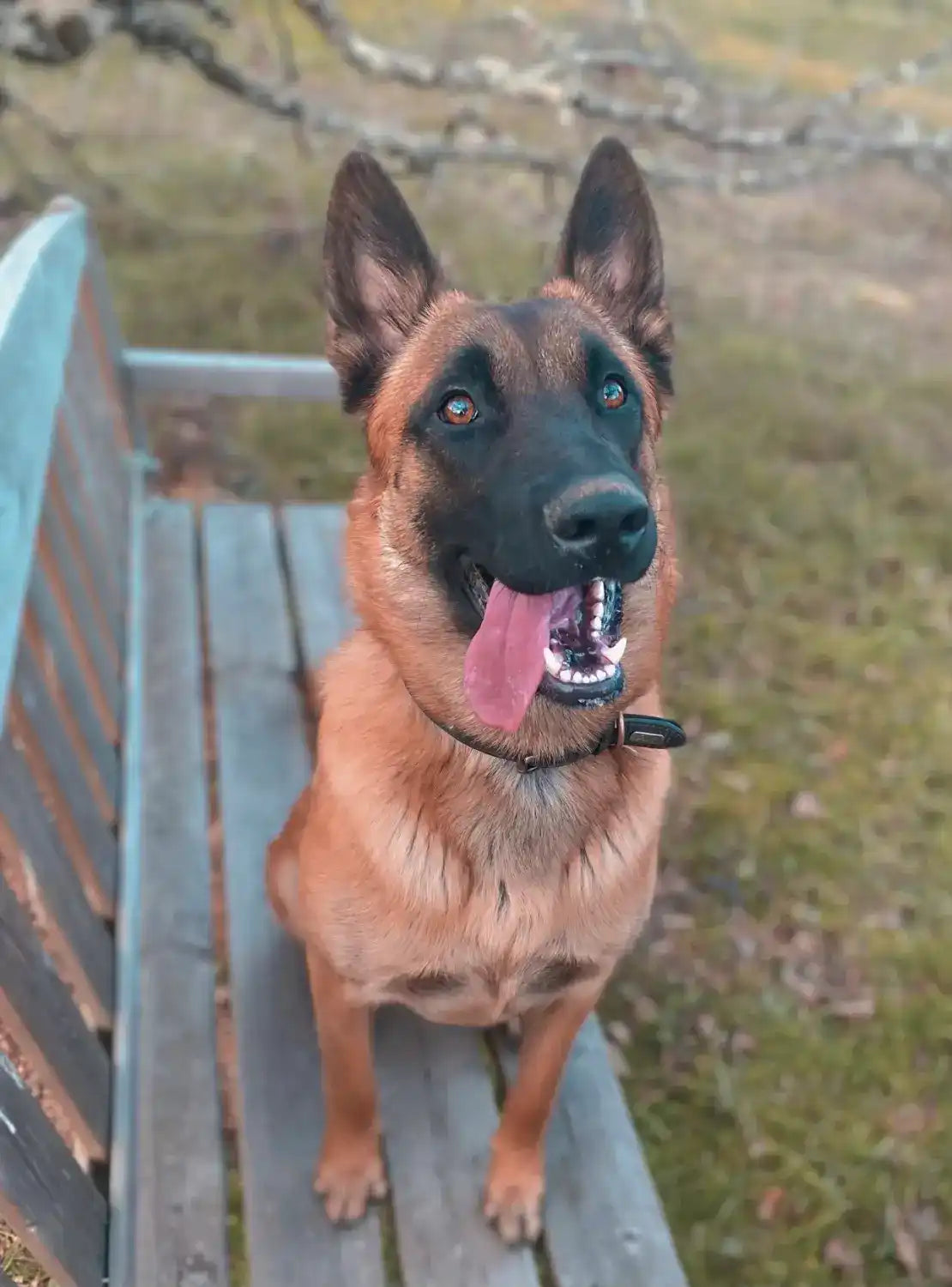 malinois assis et attentif