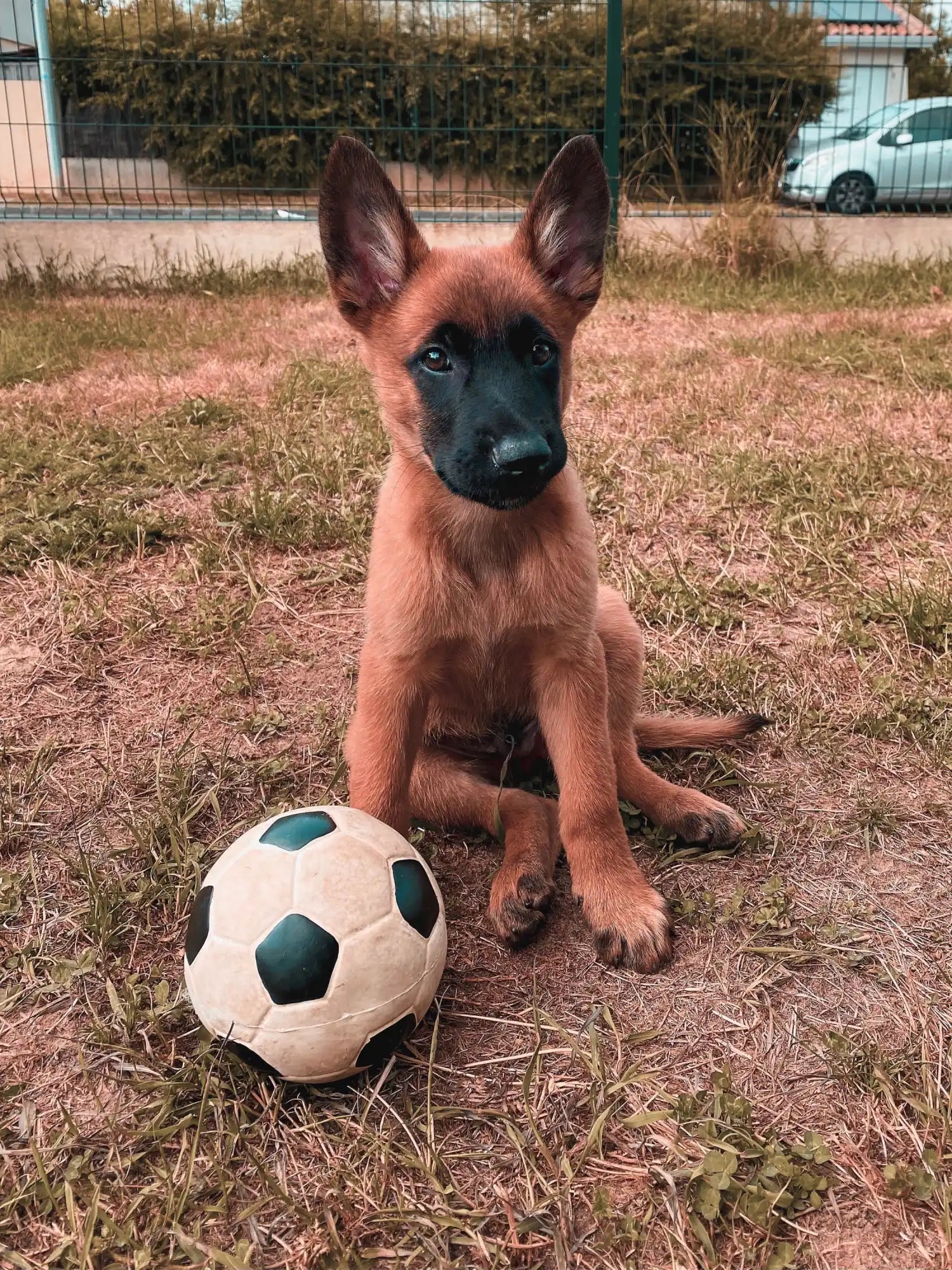 Drago Malinois - Berger Belge de Malinois.shop