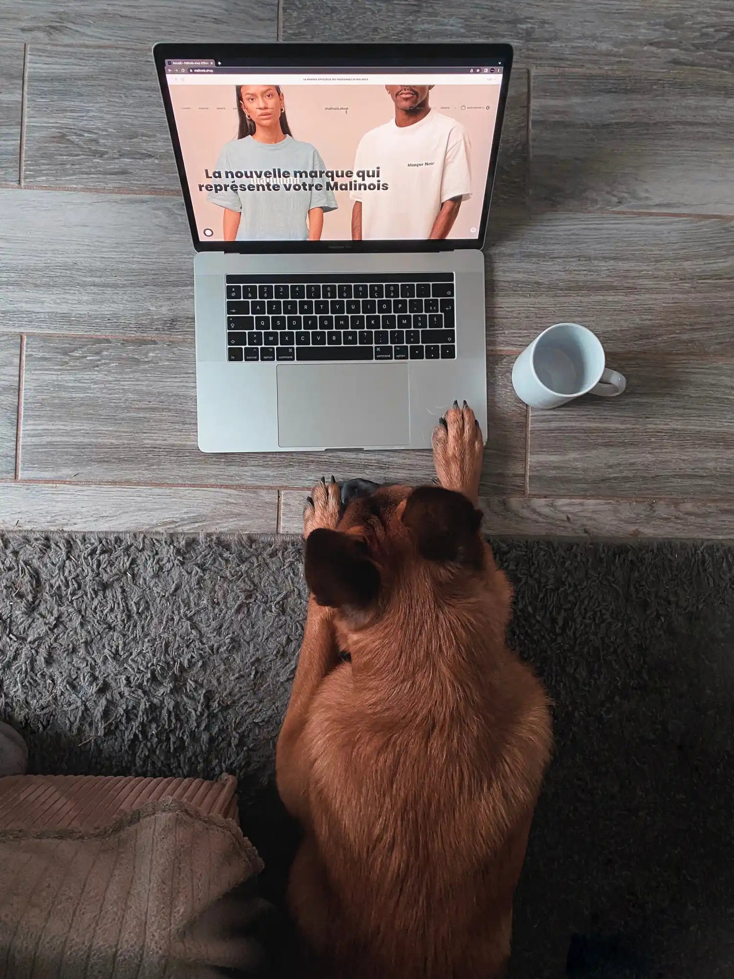 Drago Malinois qui regarde la boutique en ligne malinois.shop