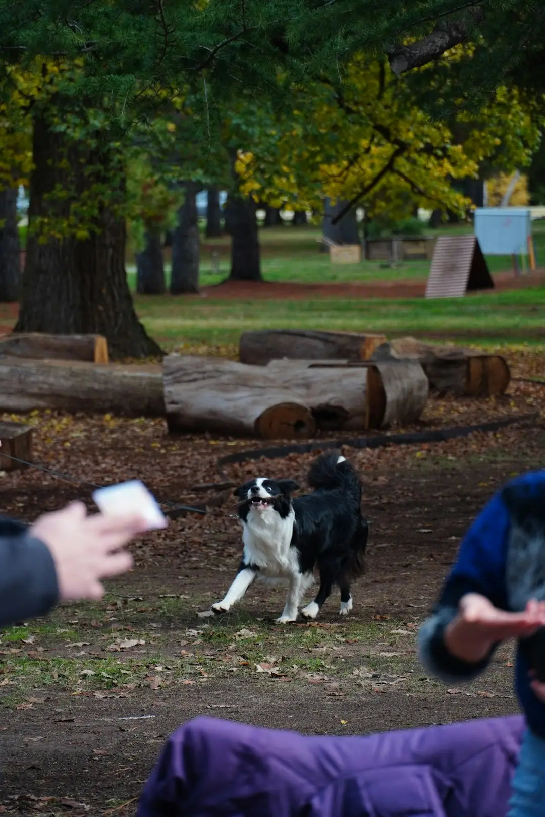 10 Conseils Pratiques pour Jouer avec Son Chien dans un Parc