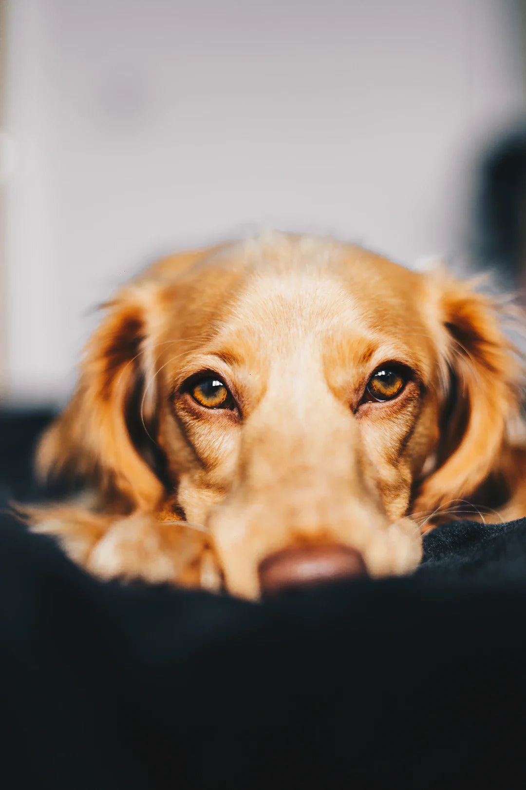 Amusez-vous avec votre chien  Le guide ultime pour jouer à cache-cache