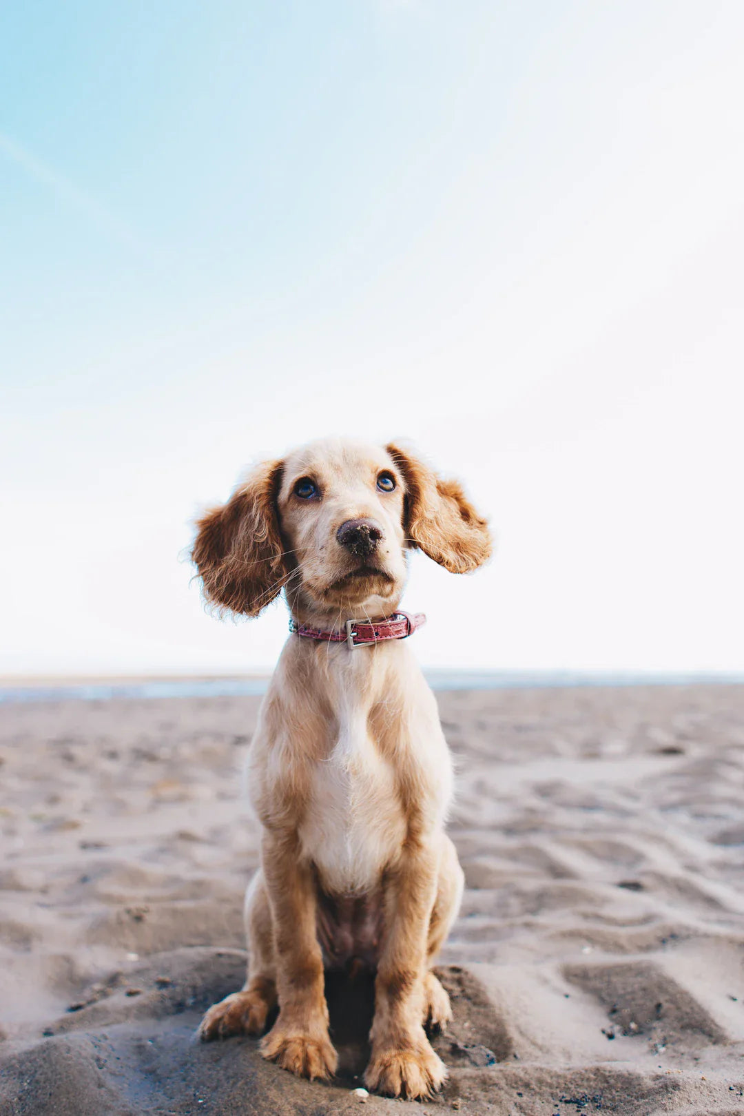 Apprenez à éduquer votre chien  L'ordre 'assis'