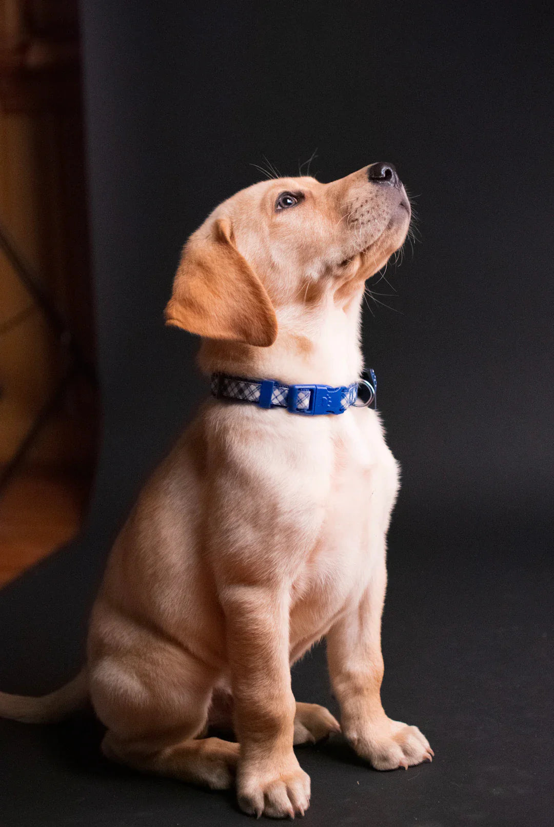 Apprenez à votre chien l'ordre 'assis' facilement