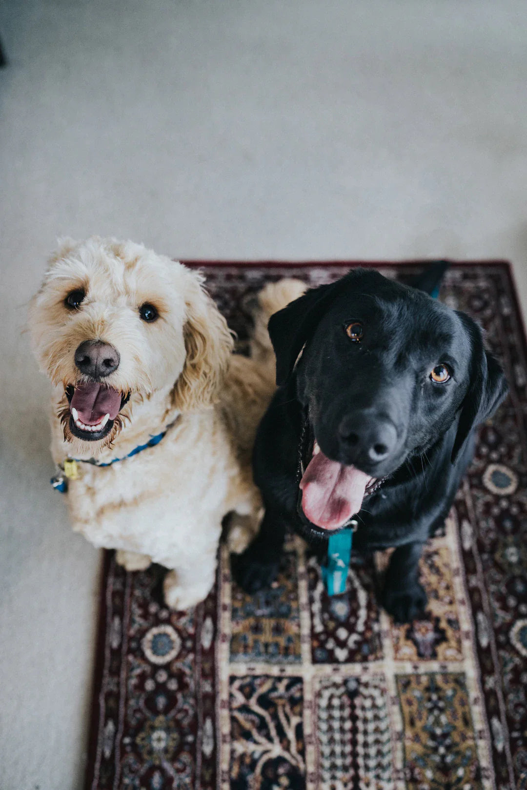 Apprenez à votre chien à s'asseoir facilement