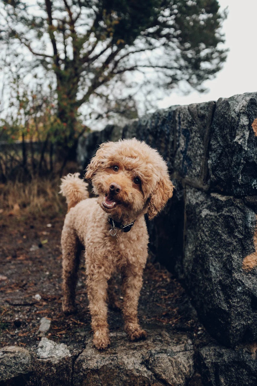 Apprenez à votre chien à venir à l'appel facilement