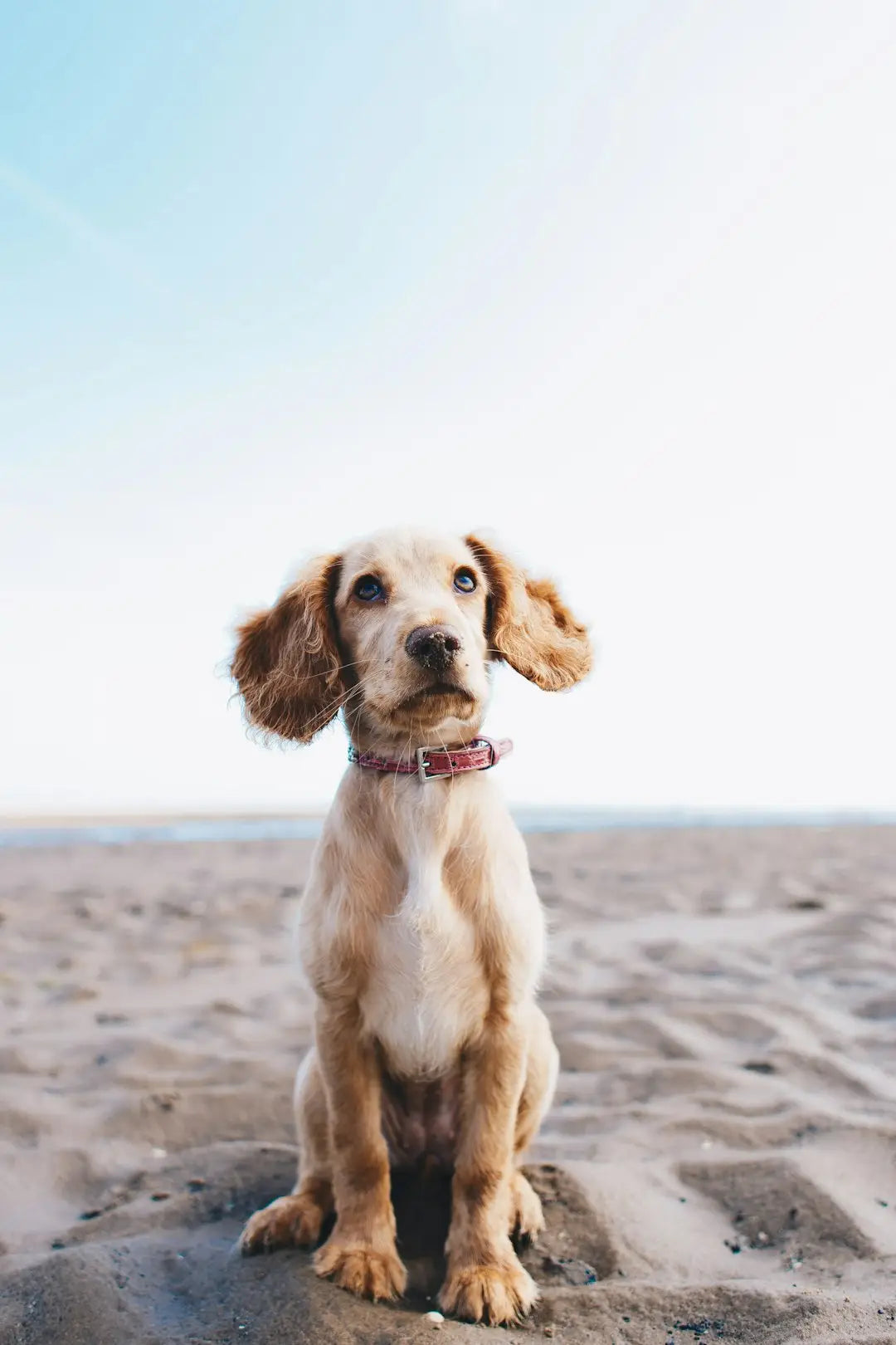 Boostez la Motivation de Votre Chien grâce aux Récompenses