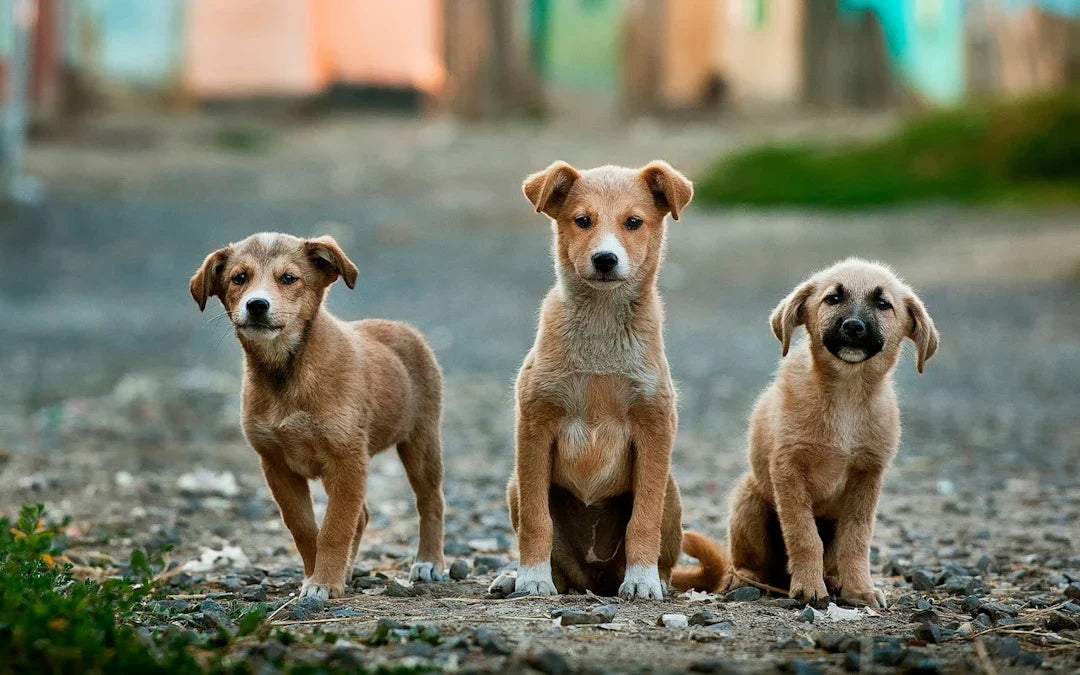 Boostez l'Esprit de Votre Chien avec des Jeux de Recherche Amusants