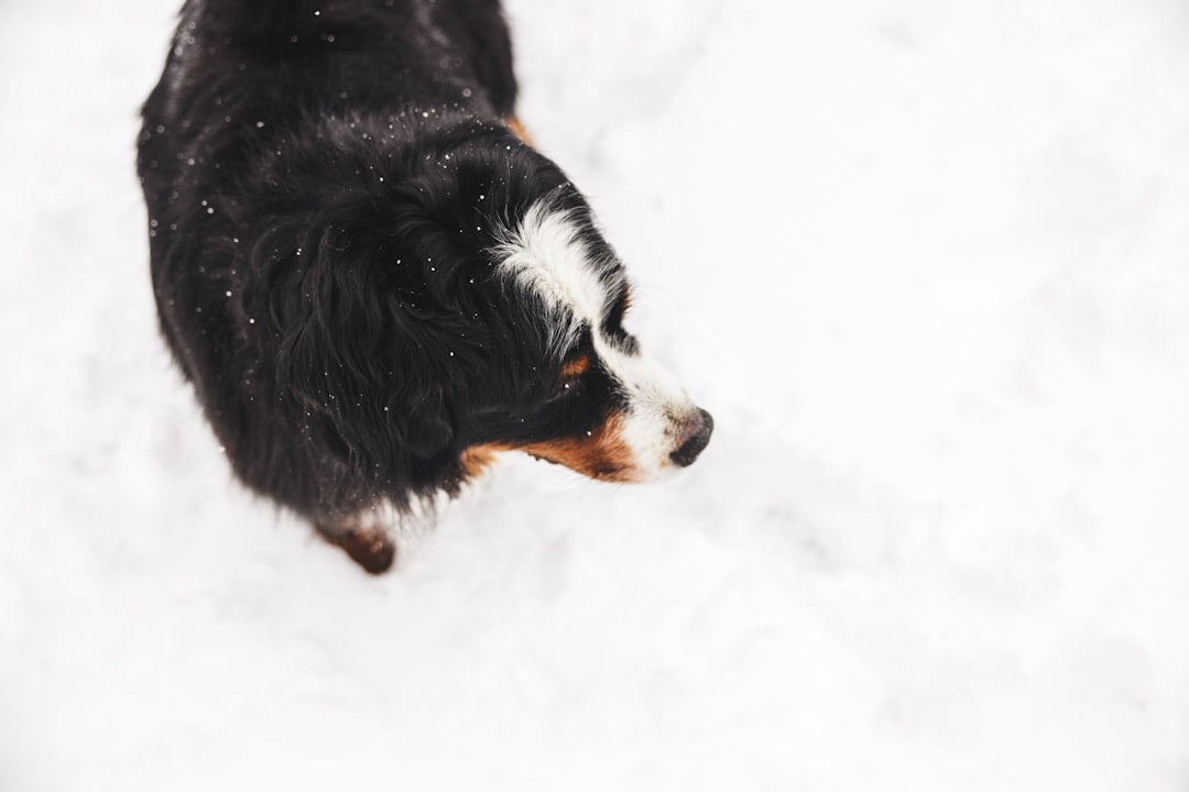 Comment Introduire un Nouvel Ordre à Votre Chien : Guide Complet pour les Amoureux des Chiens