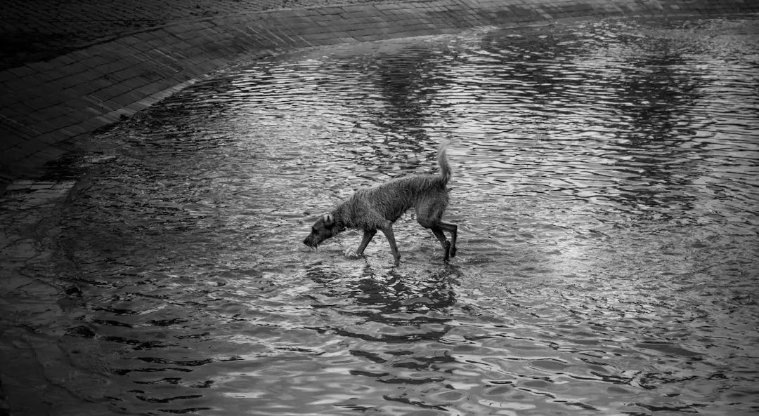 Comment Organiser des Séances de Jeux Aquatiques pour Rafraîchir Votre Chien en Été