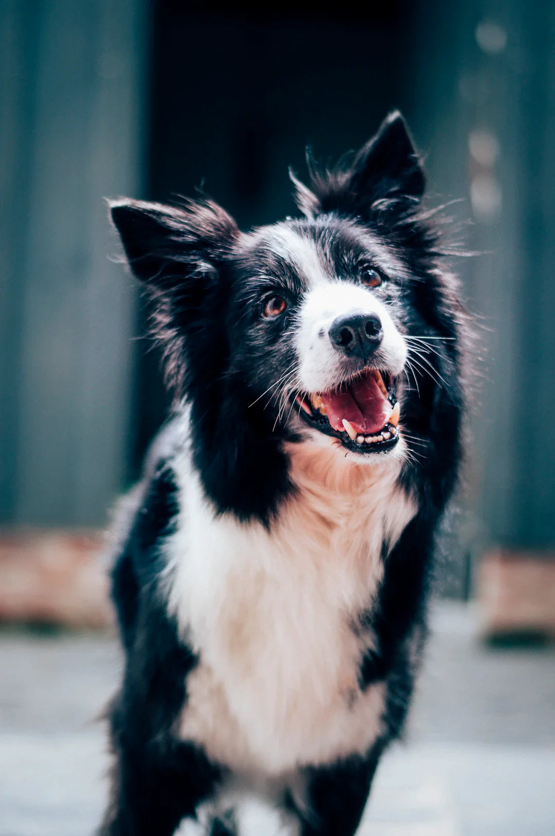 Comment préparer son chien pour l'éducation des petits enfants