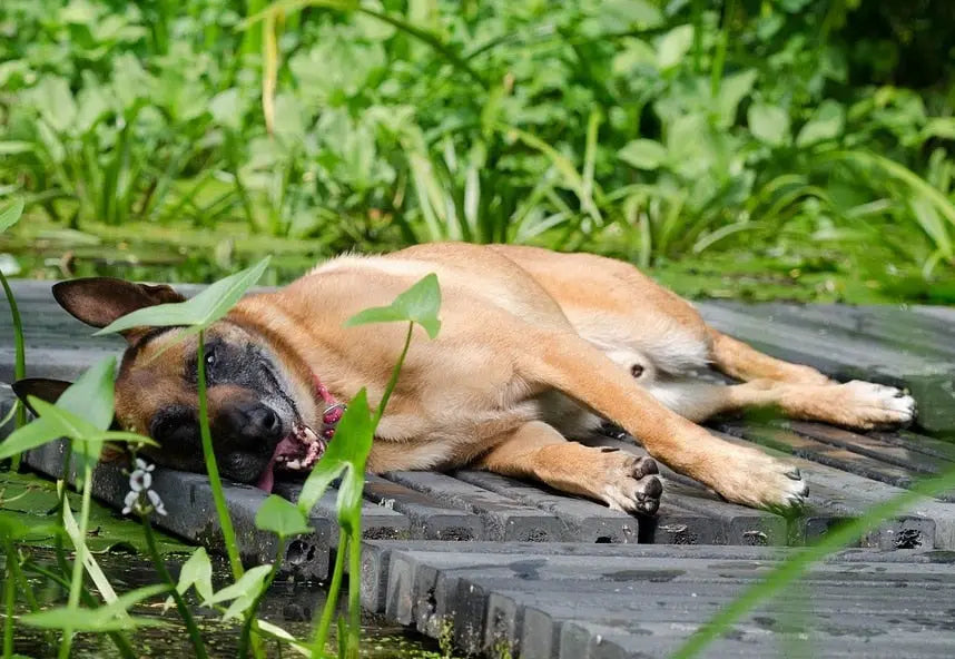 Comment protéger son chien de la chaleur ?