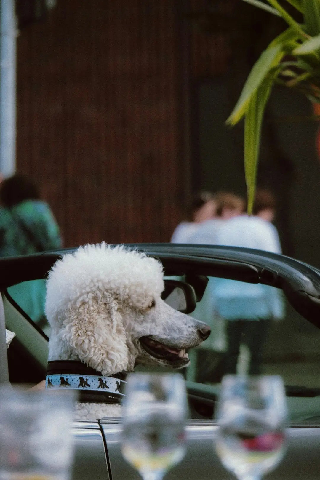 Conseils essentiels pour la sécurité de votre chien en voiture par temps chaud