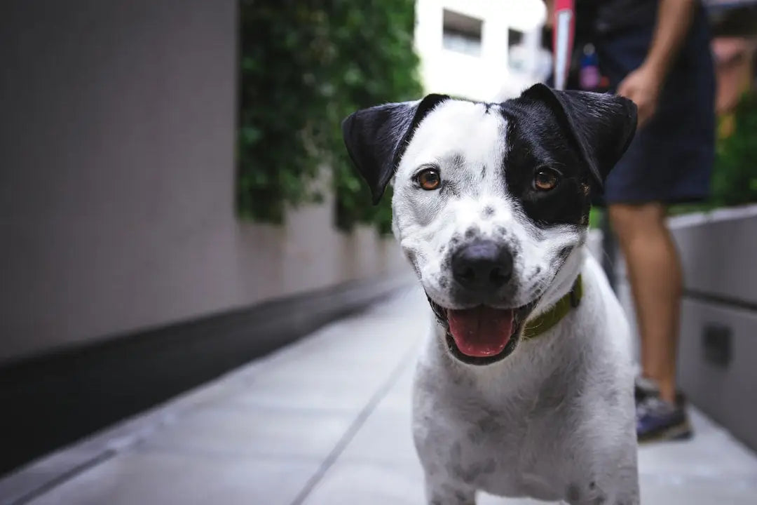 Conseils pour Créer un Environnement Adapté et Positif pour son Chien