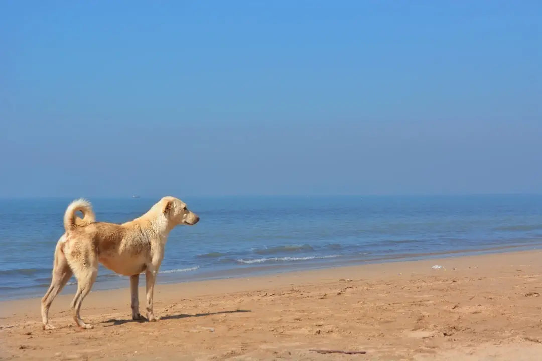 Conseils pour voyager avec votre chien pendant l'été