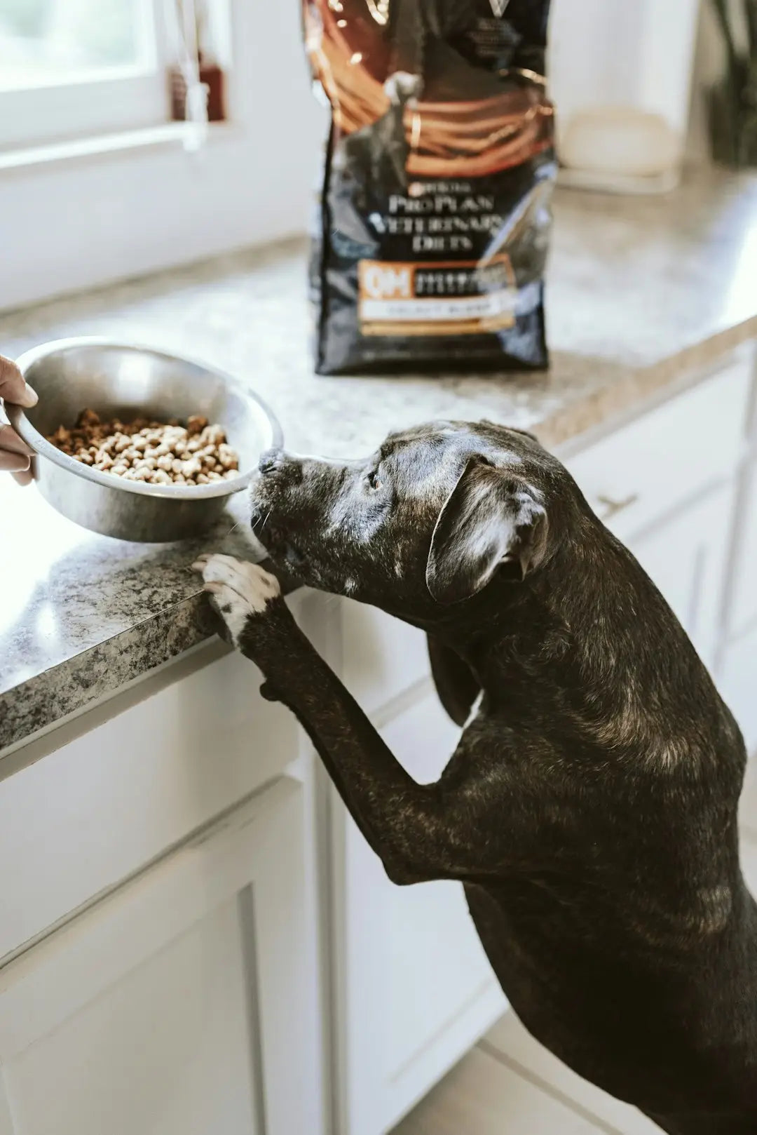 Conseils pratiques pour une Alimentation Saine pour Chiens