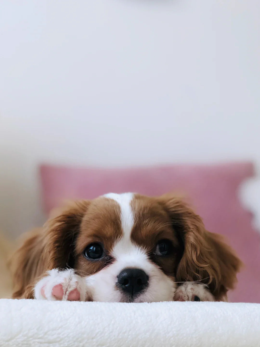Corriger les Comportements Indésirables de Votre Chien