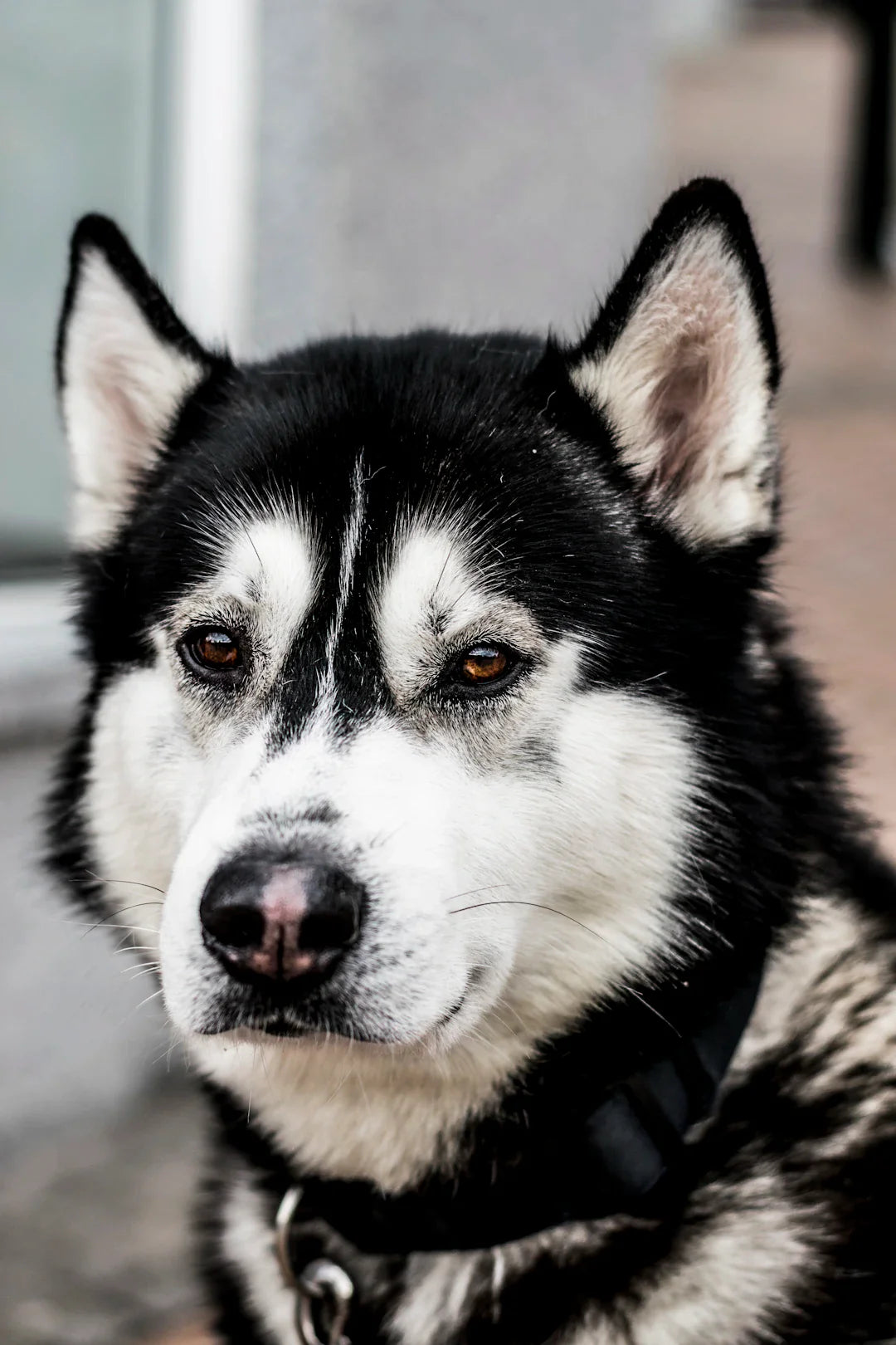 Corrigez les Comportements Indésirables de Votre Chien